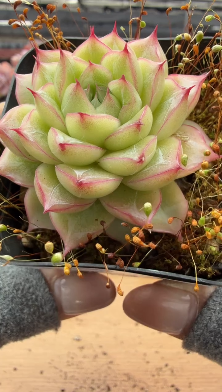 东云多肉园二店-57