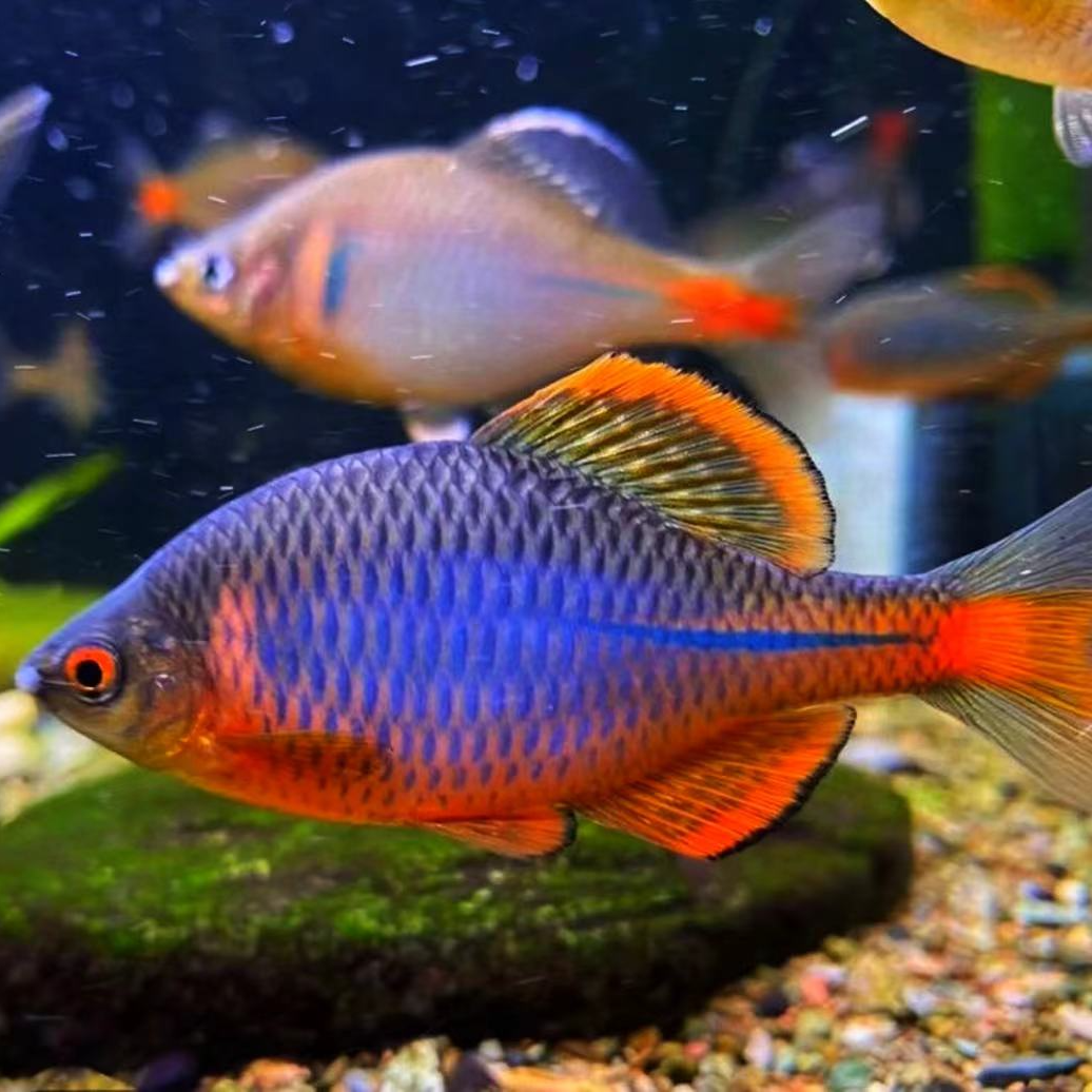 蓝石台鳑鲏原生鱼溪流缸冷水观赏鱼皮实耐活艳丽群游小型观赏鱼