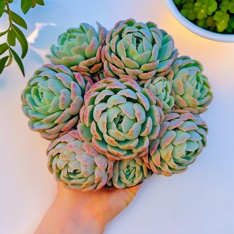 16#贝瑞  带香味 多肉植物【满15包邮】脱土发 直播实物为准