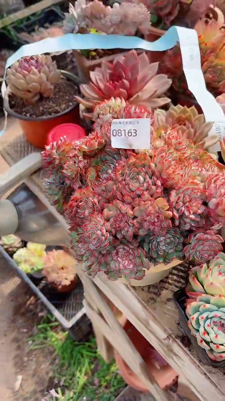 花***宿跃跃精品多肉08163