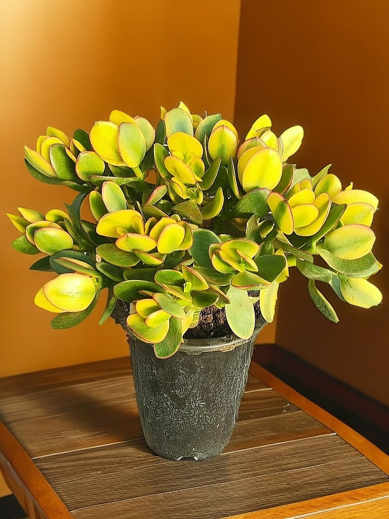 新花月锦  5年老桩  多肉植物   新手必备   老手必养   品牌直径