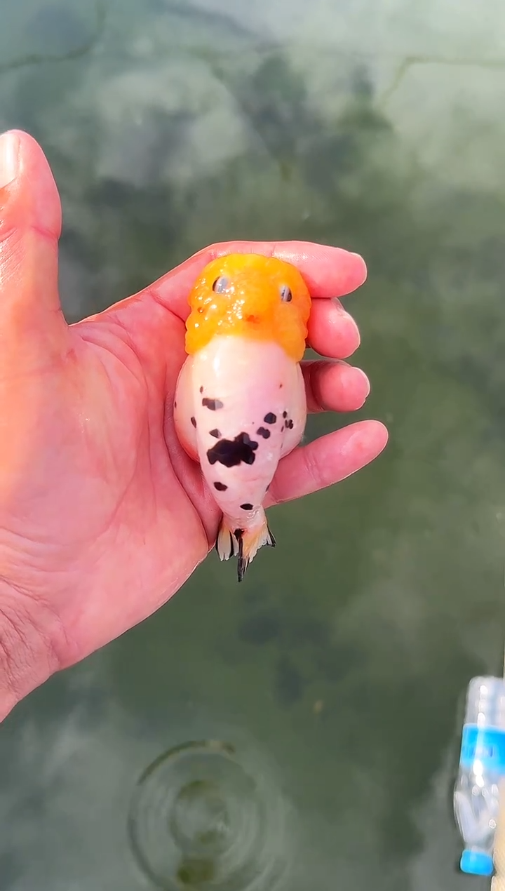 金鱼¥**下水娃娃观赏鱼兰寿金鱼  不包邮