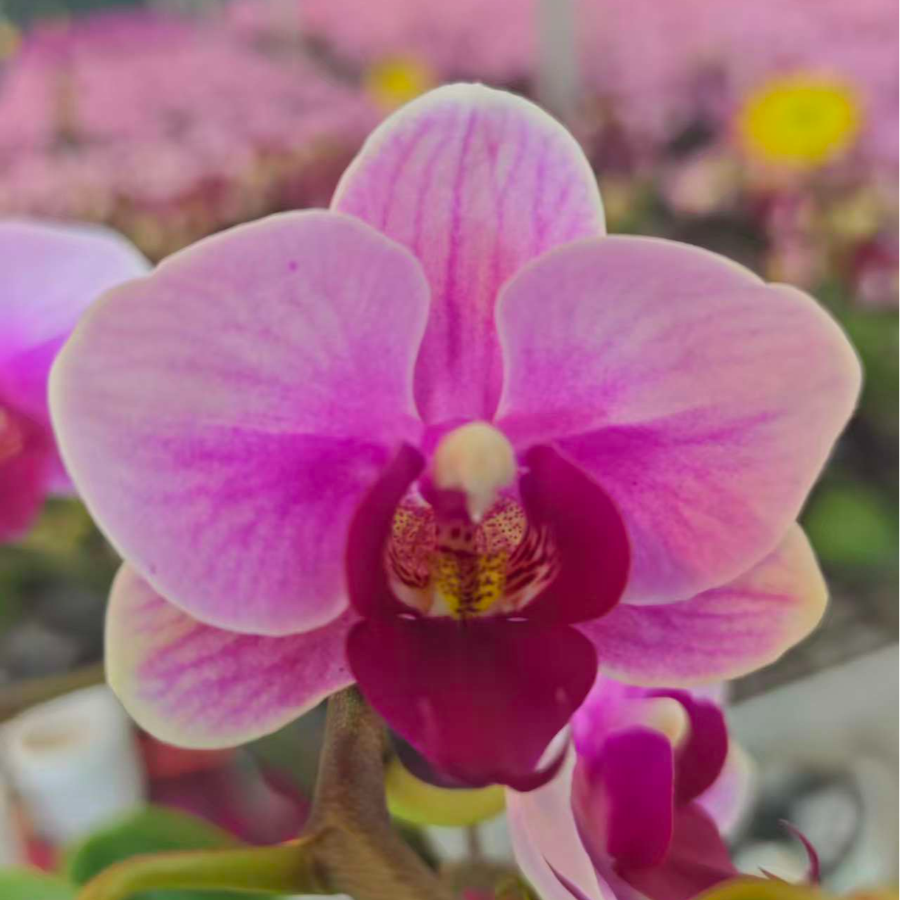 高品质粉色蝴蝶兰【宝贝】带花剑带花苞四季开花室内好养盆栽