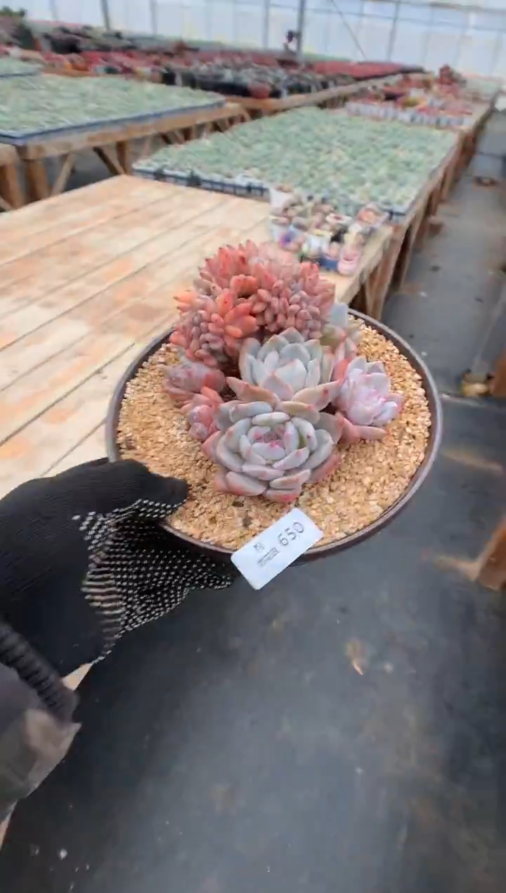 650多肉植物一物一拍