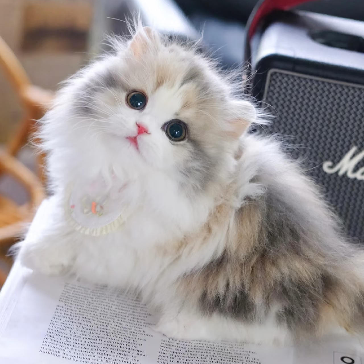 【噶纯猫舍婉婉专属】宠物活体猫咪链接   英短 渐层系列   布偶