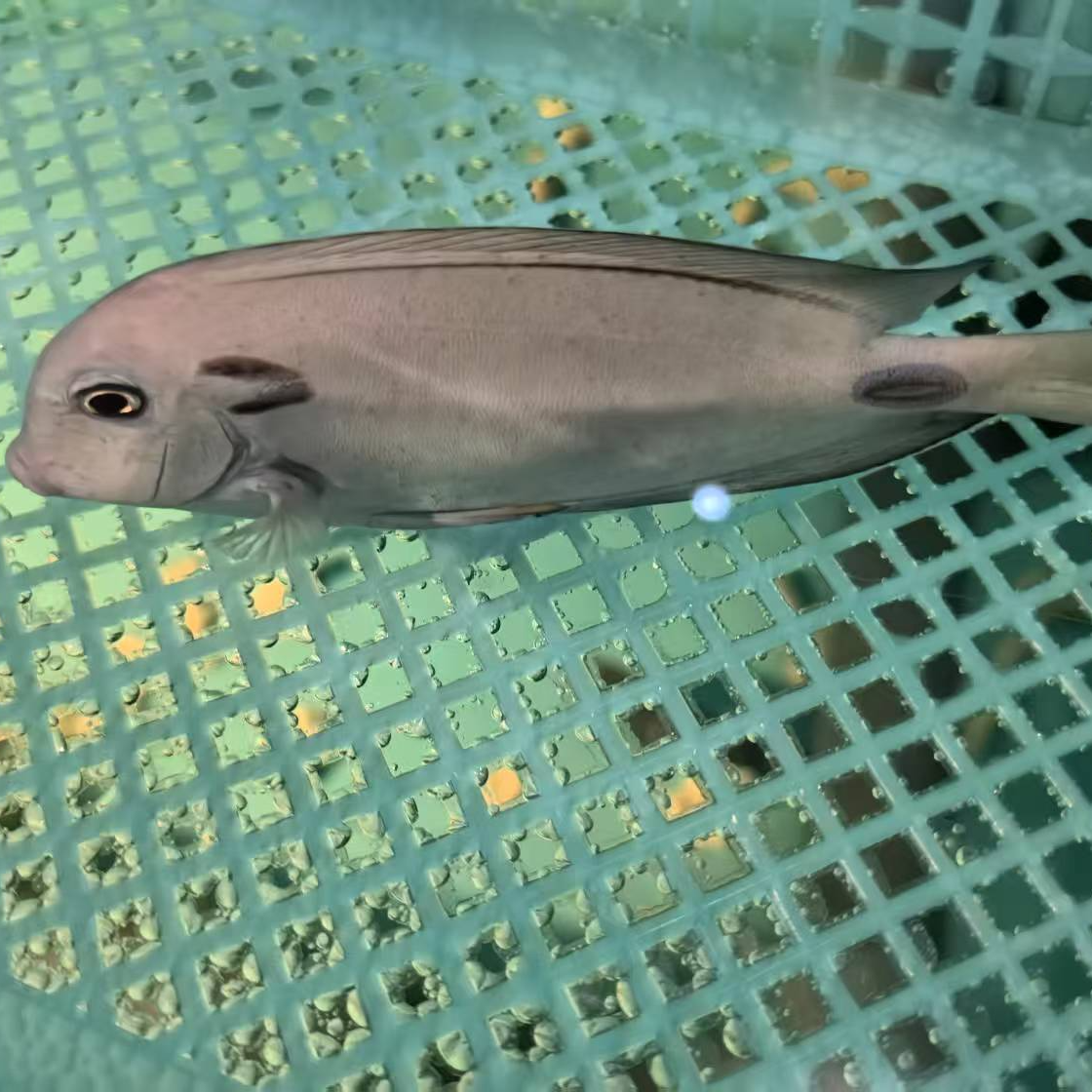 耳斑吊海水鱼 海水观赏鱼