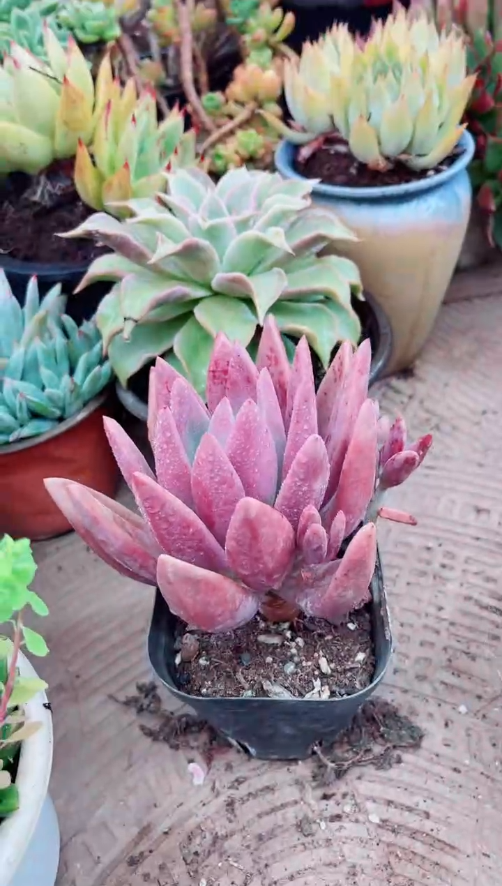 d****s10050多肉植物一物一拍