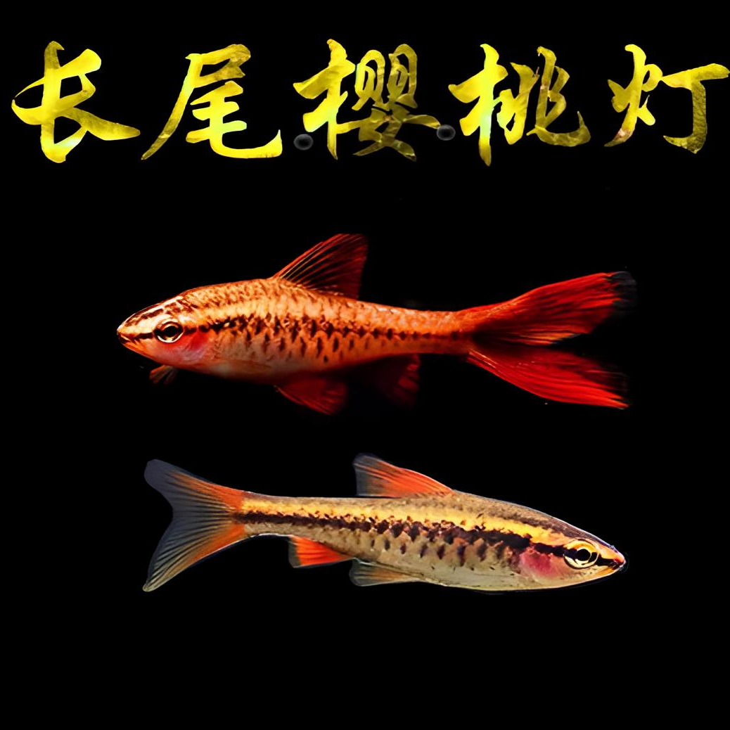 长尾樱桃灯红玫瑰灯热带观赏鱼小型灯科鱼草缸群游淡水鱼