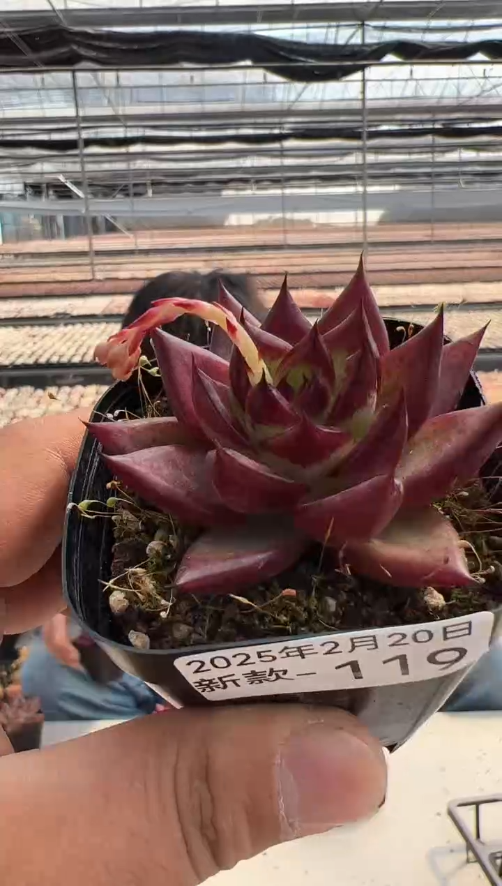 【闪购商品】新款多肉-119