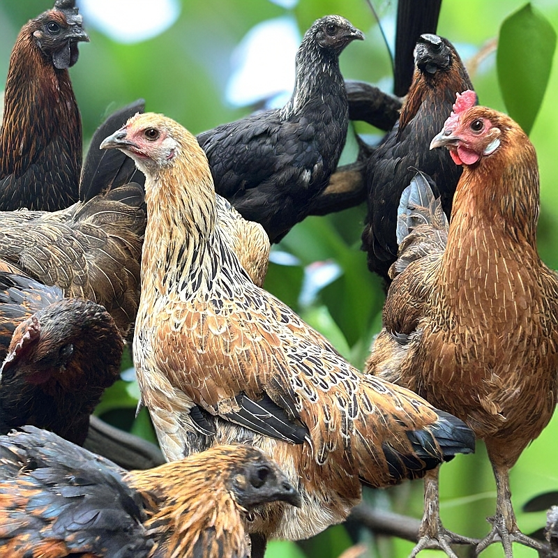 1号老品种土鸡乌骨鸡  京东到家