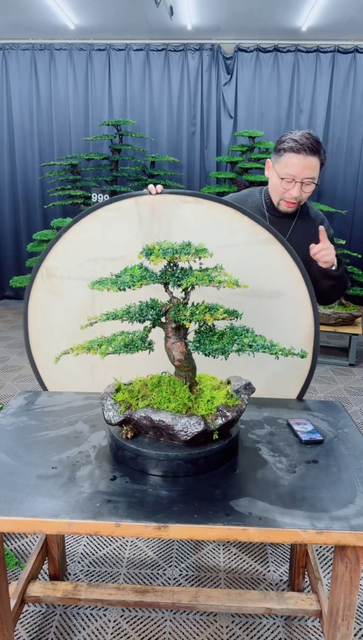 无花朵盆景......