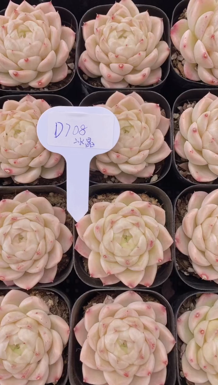 【闪购商品】D708-冰晶麦秆