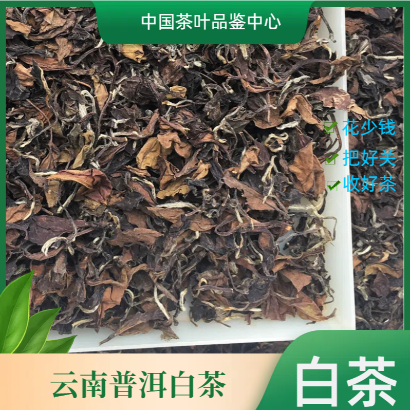 品鉴好茶|白茶散茶
