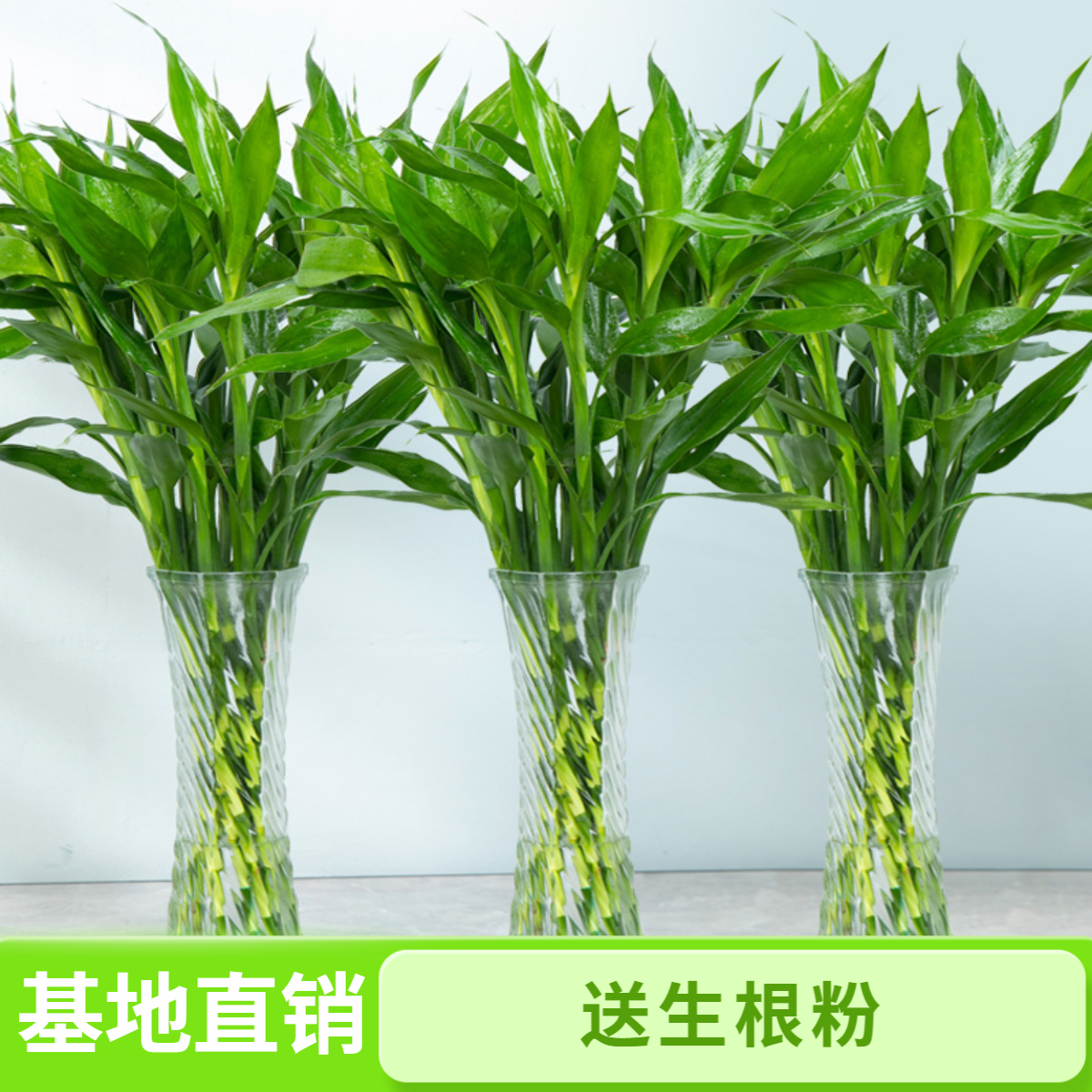 【基地直发80-90CM富贵竹】绿植粗枝水养室内绿植观音招财竹绿植