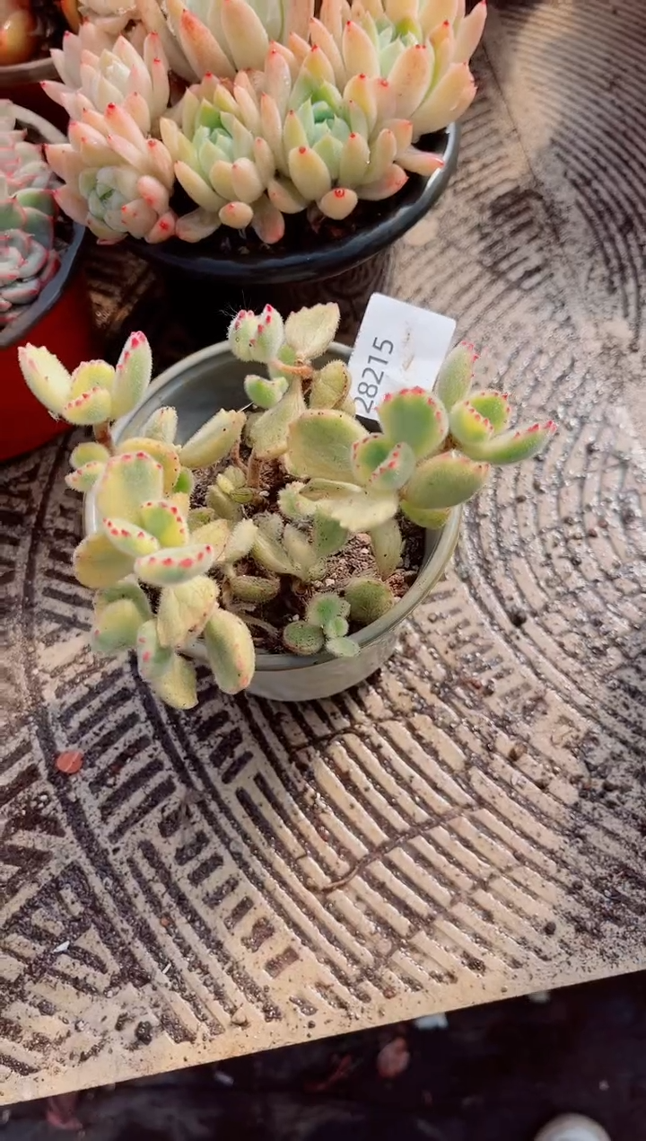 夏*跃跃精品多肉28215