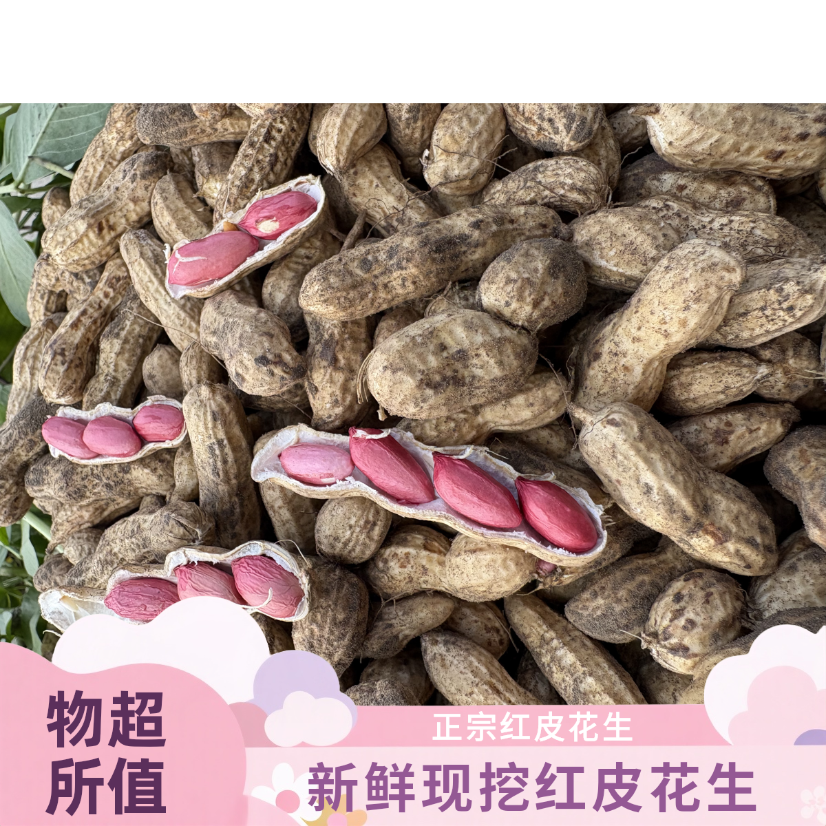 四川新鲜现挖带壳带泥红皮湿花生