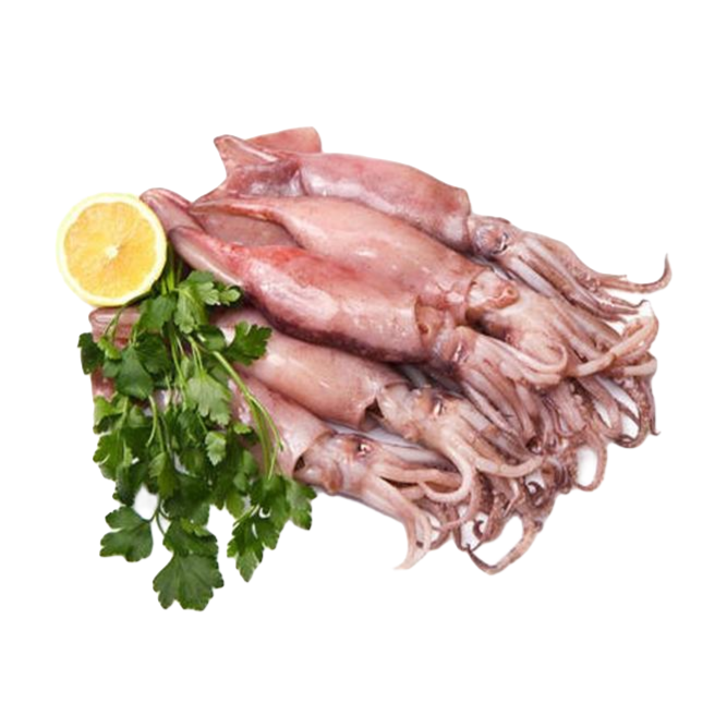 【五泉优选】新鲜特大可白灼笔管鱿鱼一条450~500g