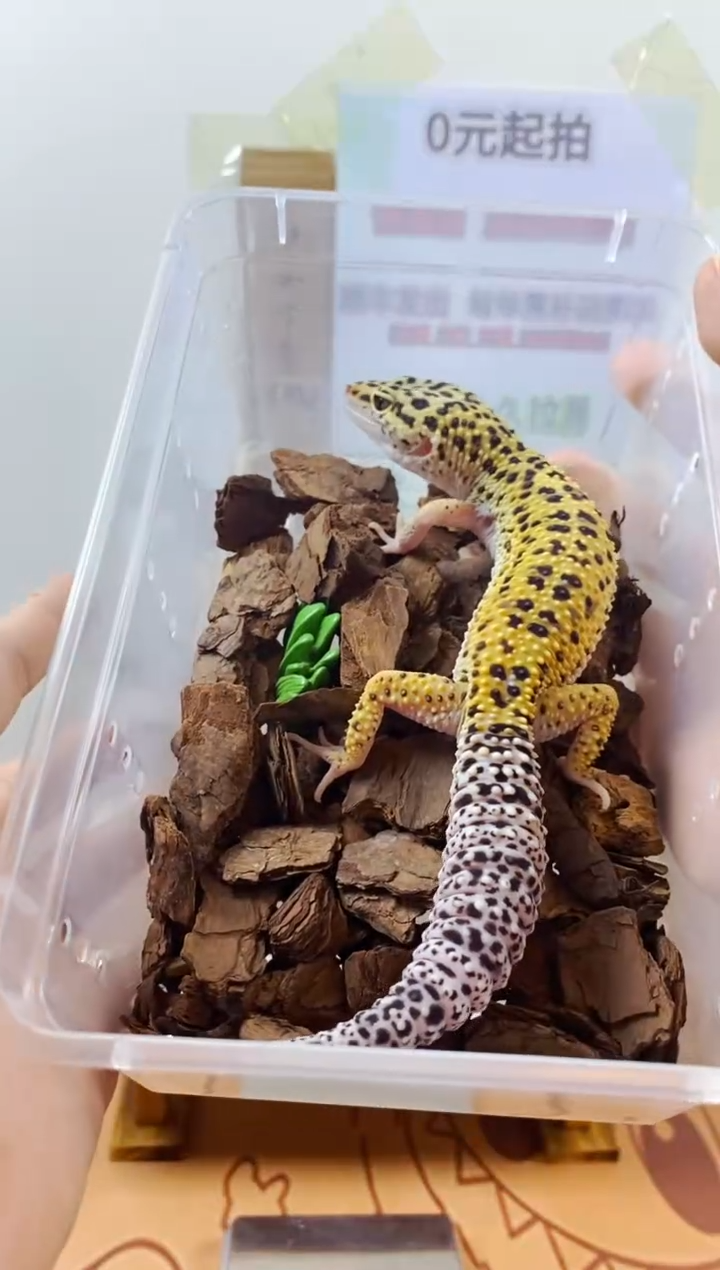 豹纹守宫豹纹守宫幼苗亚成体成体肥尾