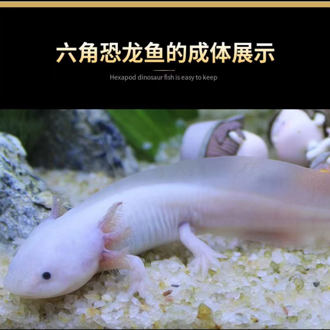 超级大变异自来水可养好养耐活