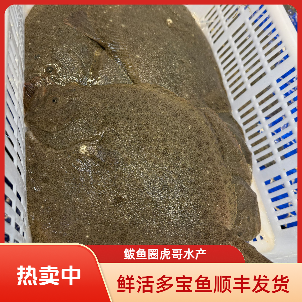 新鲜海鱼 多宝鱼 【保鲜保肥不保活】