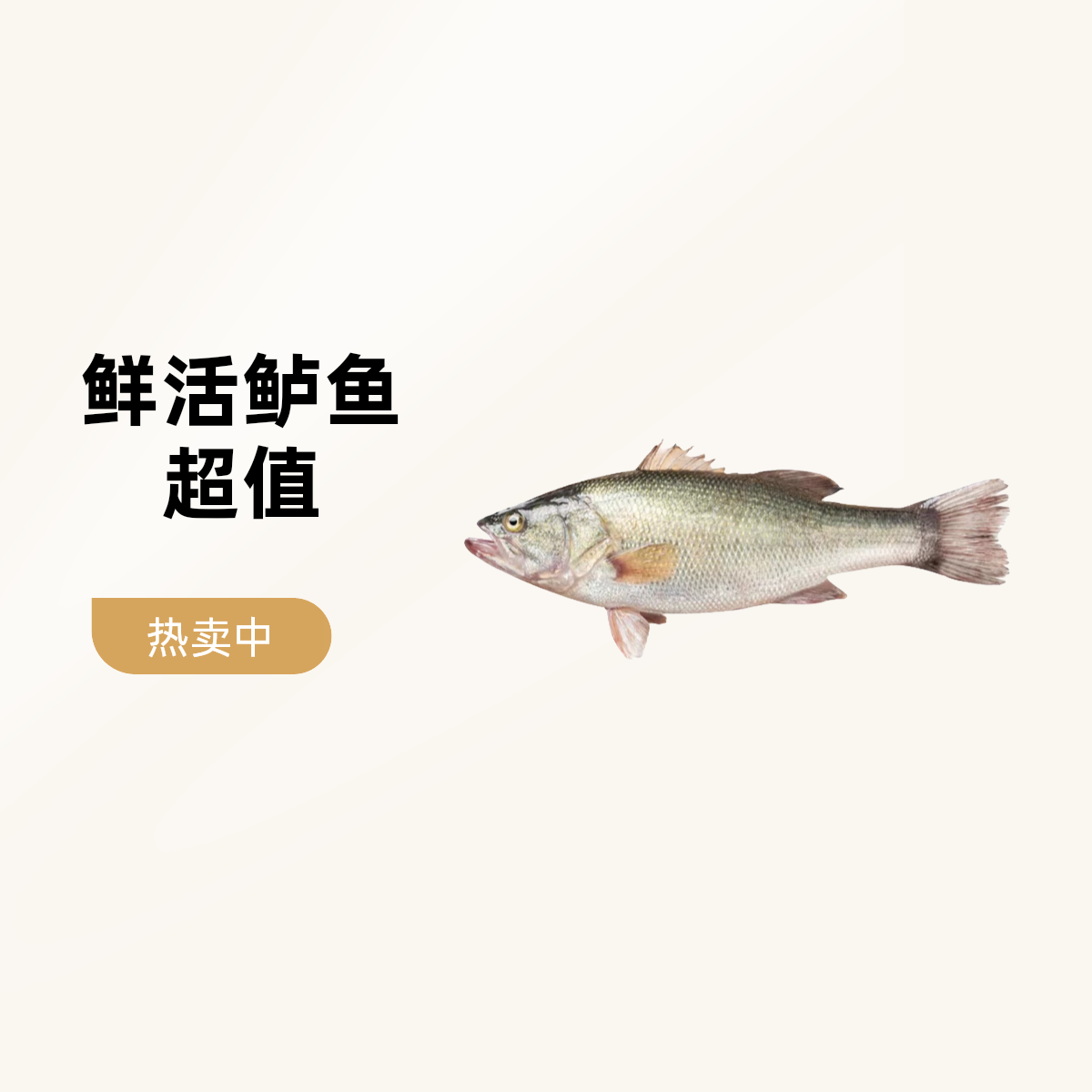 新鲜净膛鲈鱼1条净膛前约500g±50g鲈
