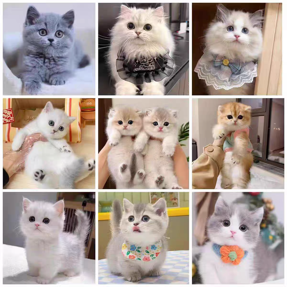 【芙帆猫咪全品种】金渐层 布偶 蓝猫 银渐层 蓝猫