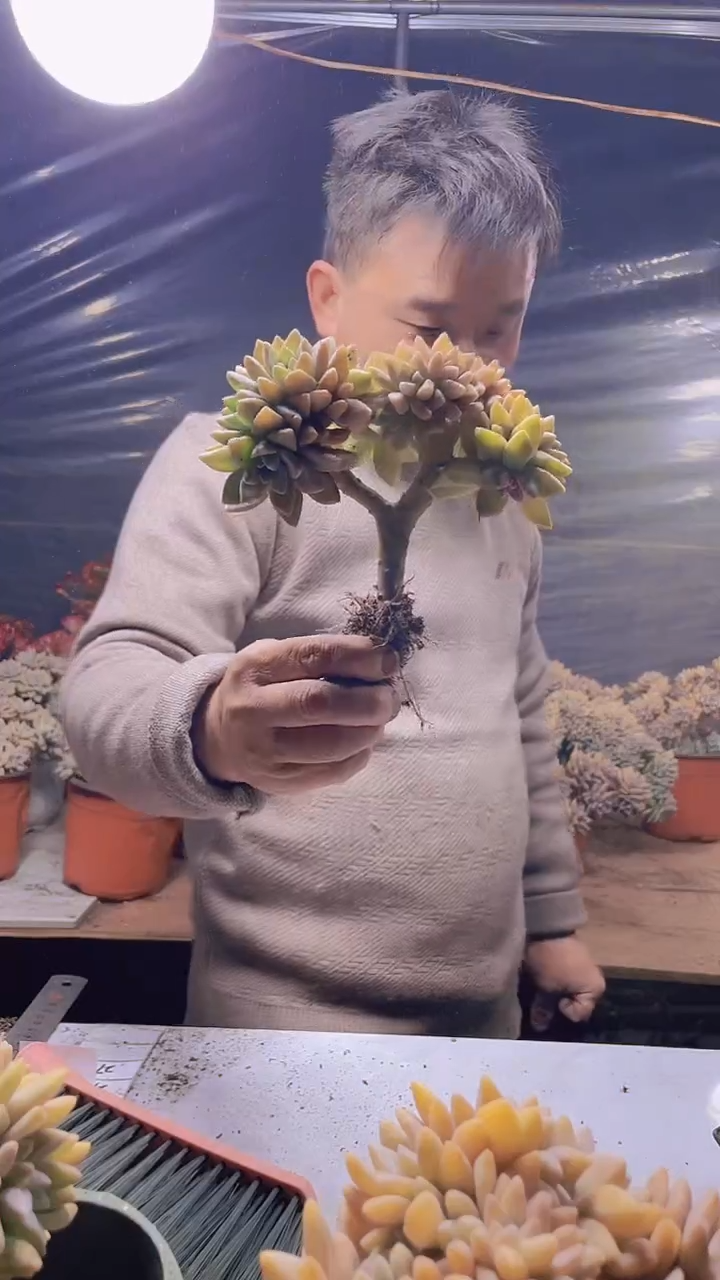 【闪购商品】缀化274