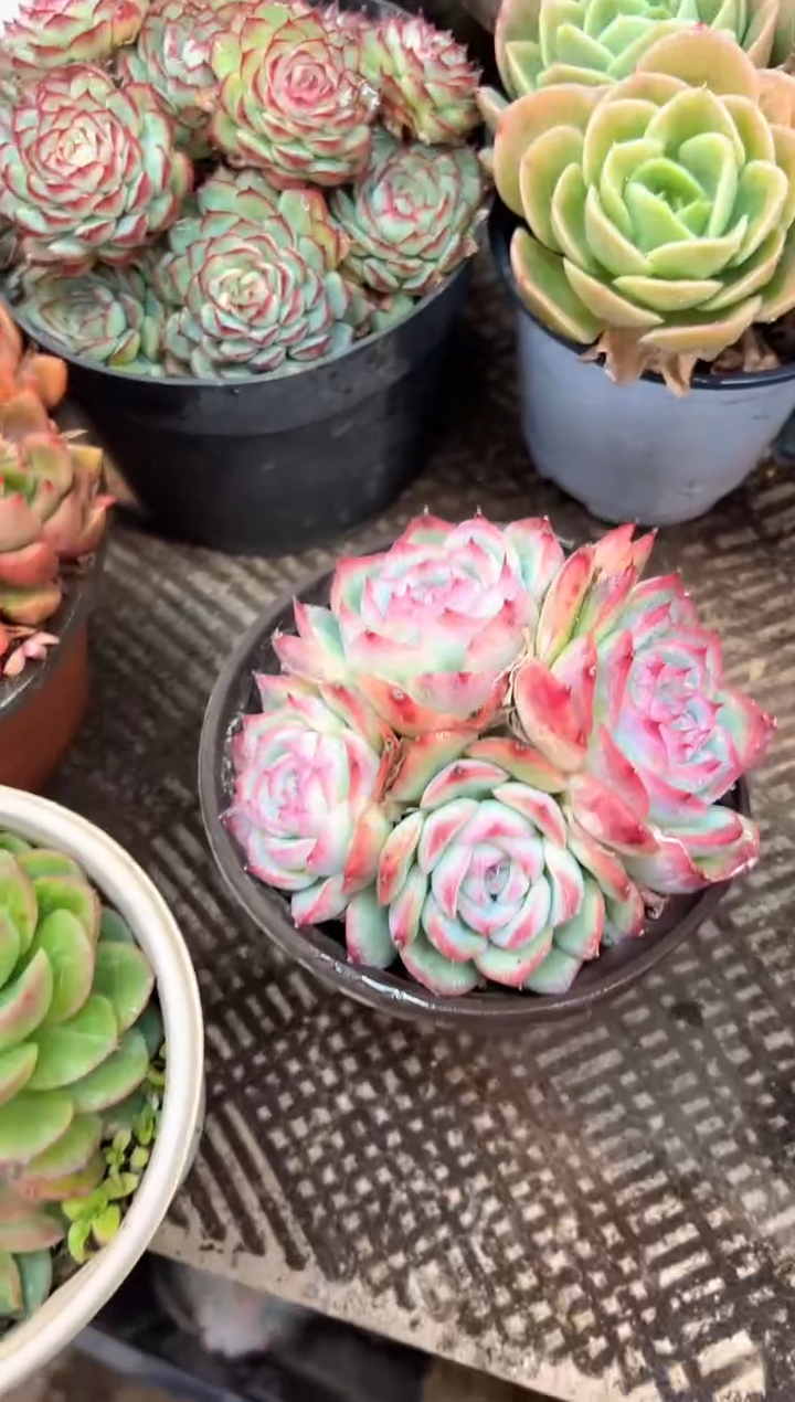 k***y多肉植物一物一拍13391