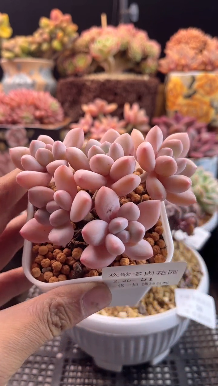【闪购商品】2.20-51香玉