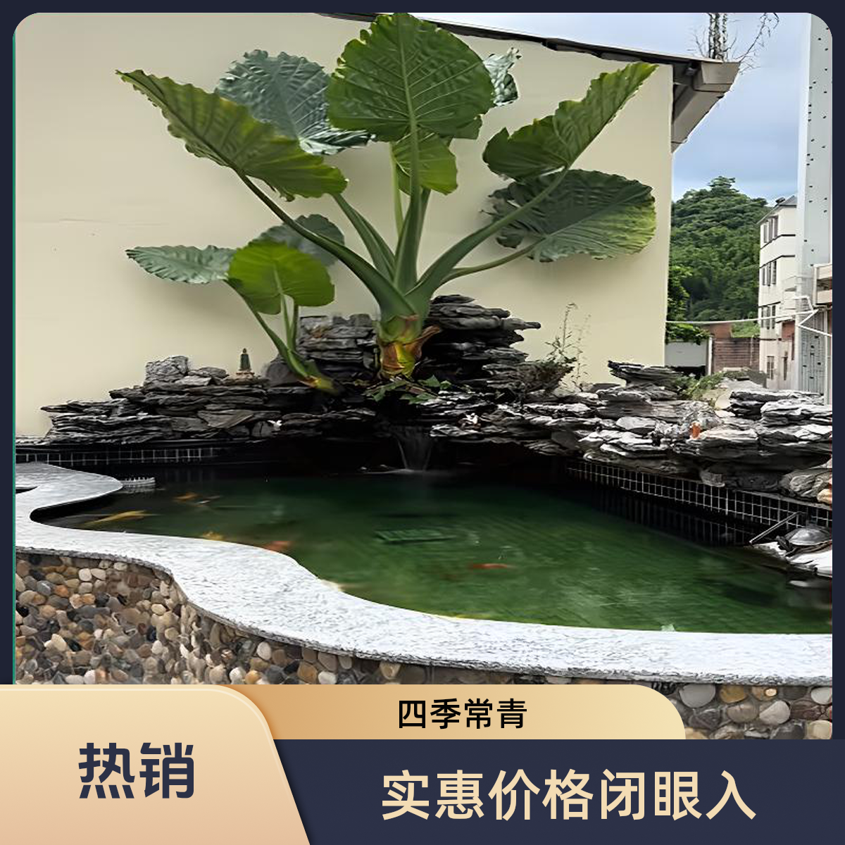 滴水观音四季常青金钻绿植物景观水培大盆栽霸王芋植物净化及除醛