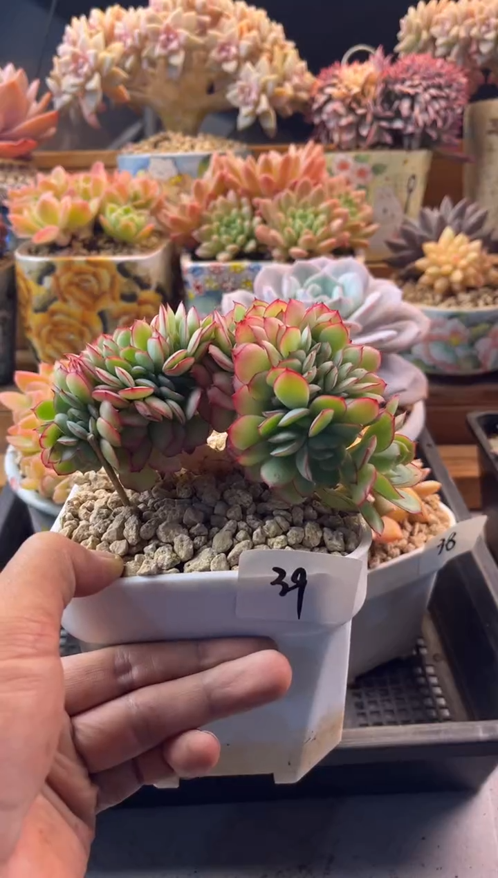 11.12-39牡丹亭缀化11111111