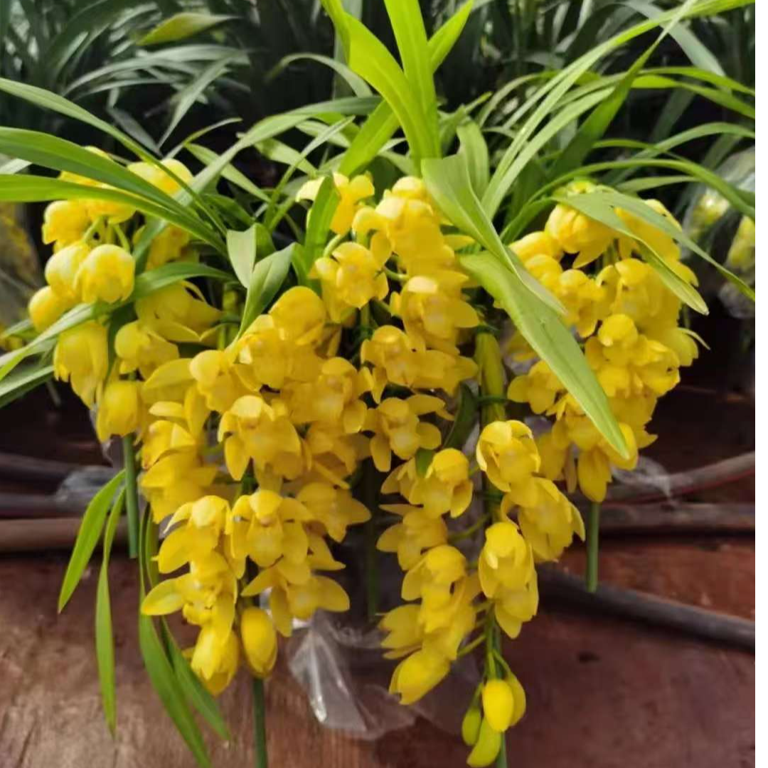 【金黄后709】A浓香大花蕙兰盆栽室内好养带花香基地直发