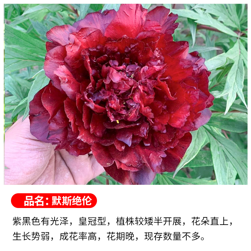 【莫斯绝伦】牡丹花苗盆栽大苗洛阳正宗带花苞牡丹花种四季重瓣花卉