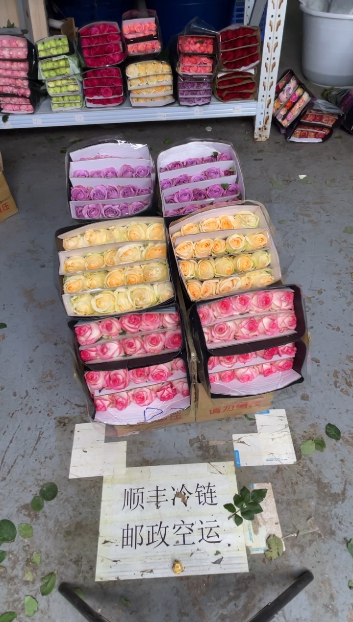 艾沙20枝+紫霞20枝+香槟20枝