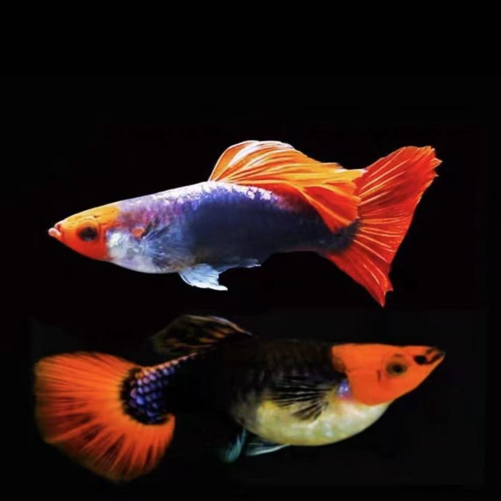 深海蓝贵族孔雀鱼小型热带观赏鱼白云新手带肚小孕母精品观赏鱼