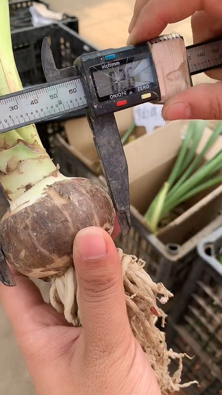 无花朵斯嘉丽铃声6cm