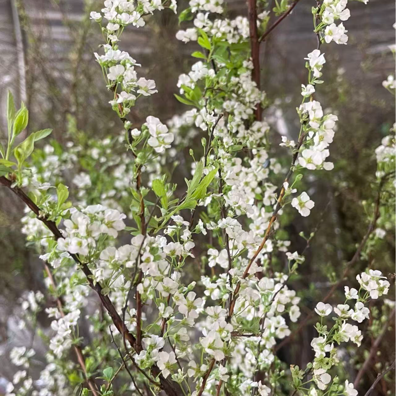 雪柳带芽带包粗枝(100-110cm)10支