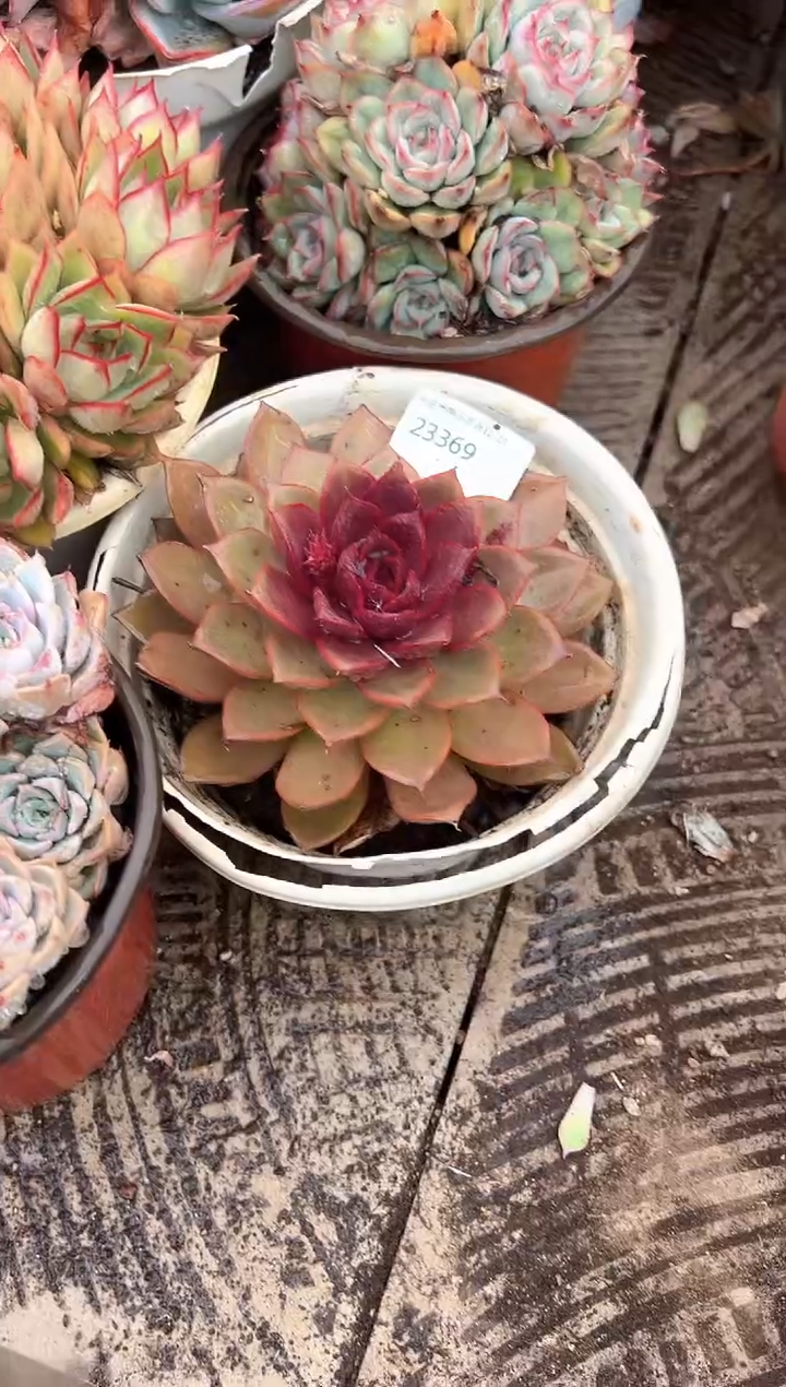 紫*多肉植物一物一拍23369