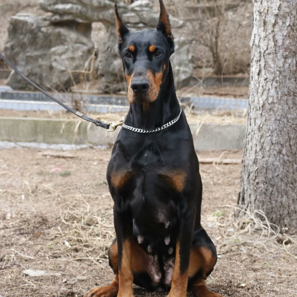 中铁德系杜宾幼犬宠物狗狗护卫犬猛犬看家护院大型犬