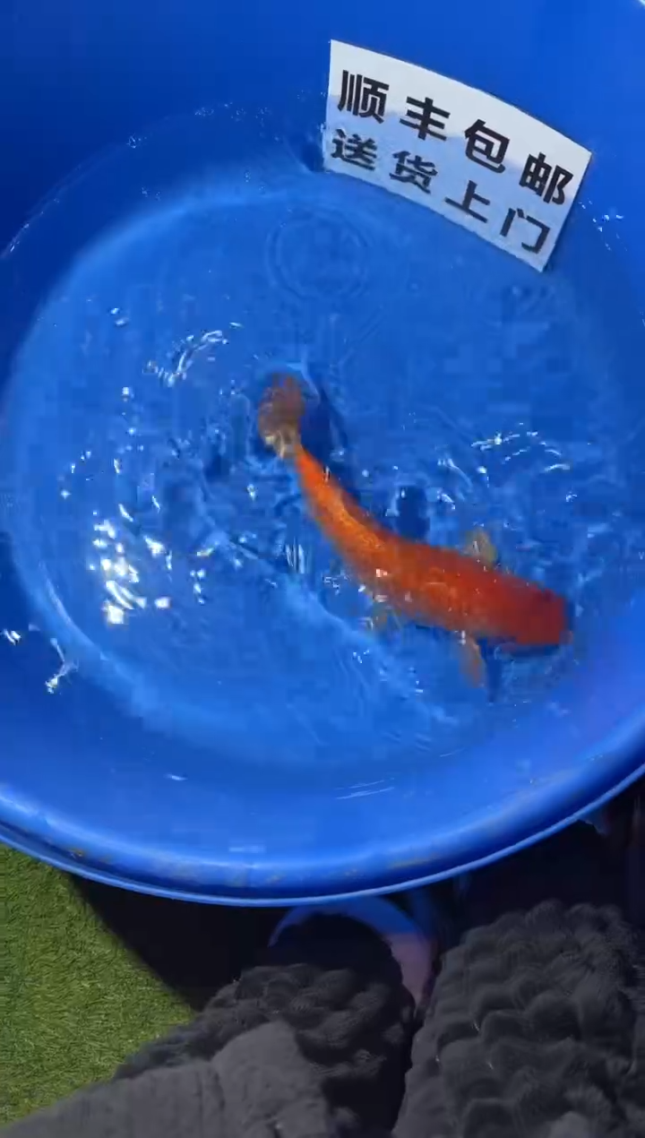 锦鲤精品锦鲤一尾