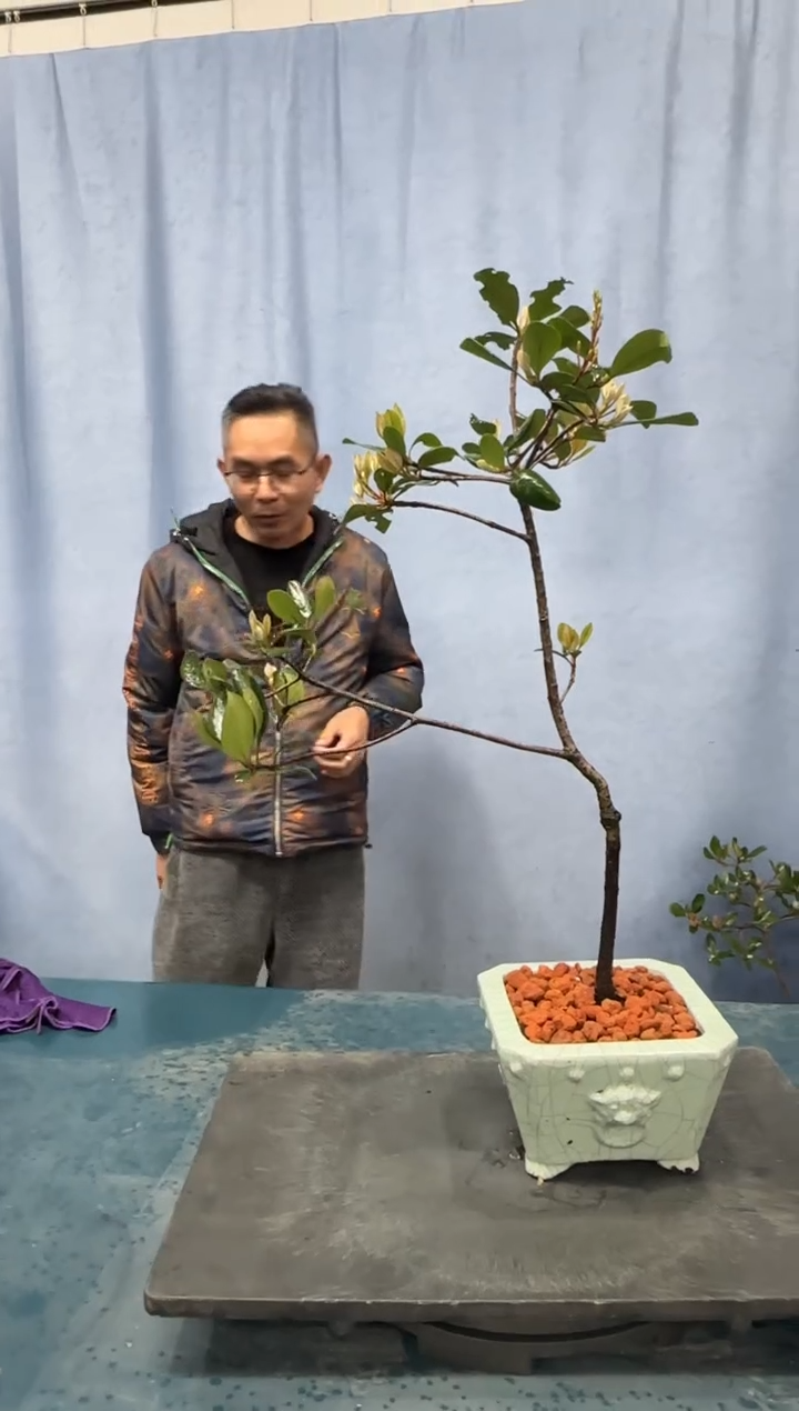 【闪购商品】盆景春花