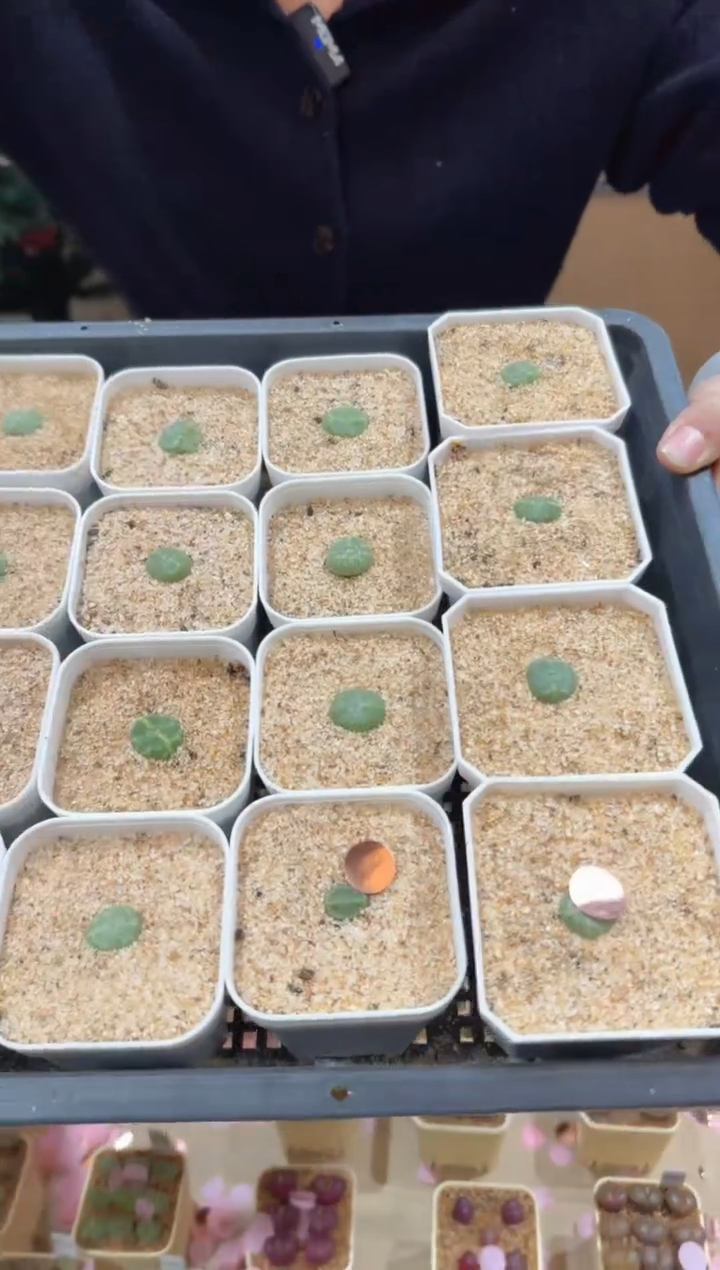 174多肉植物肉锥绿豆糕一颗