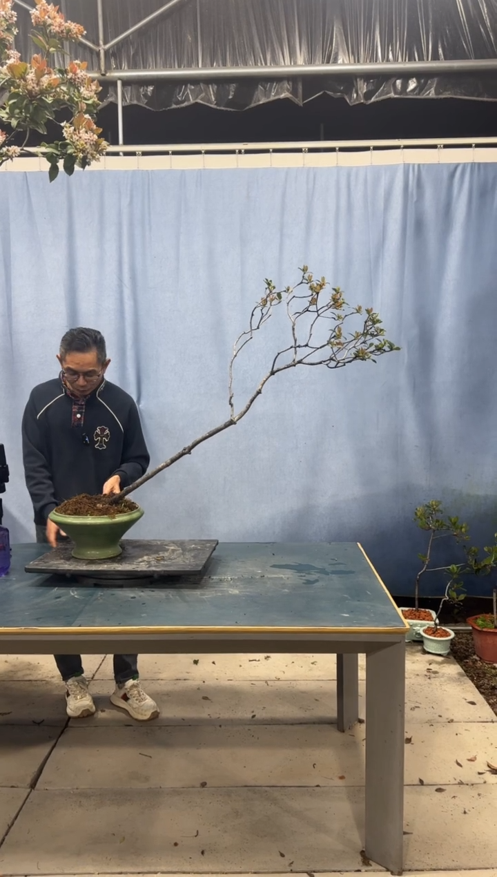 【闪购商品】盆景春花