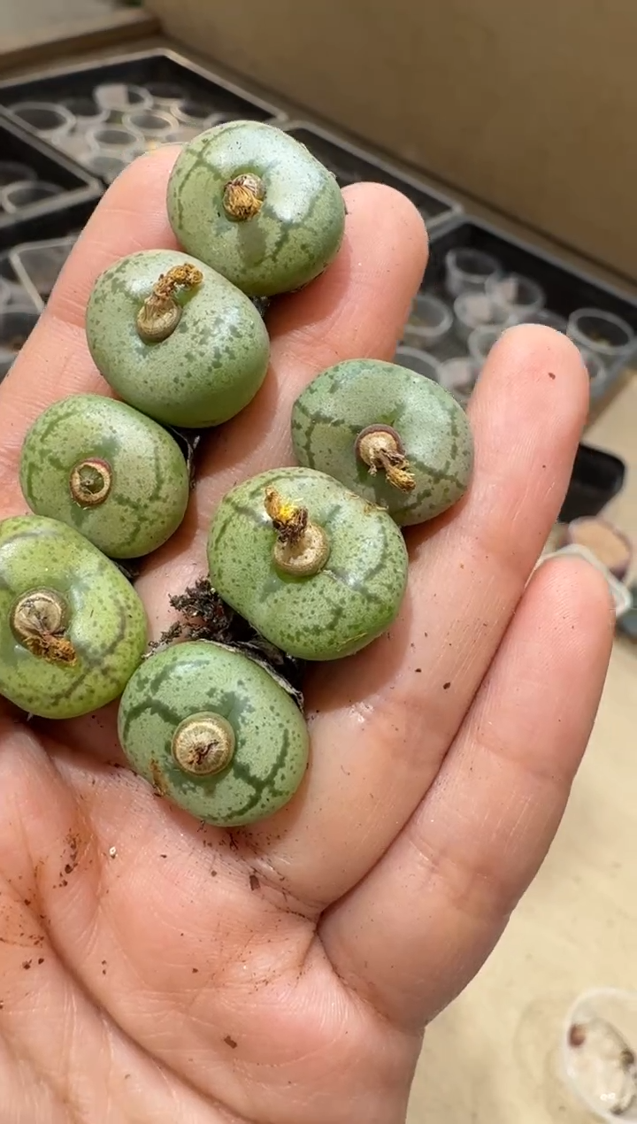 9-219多肉植物肉锥墨竹杂交一颗