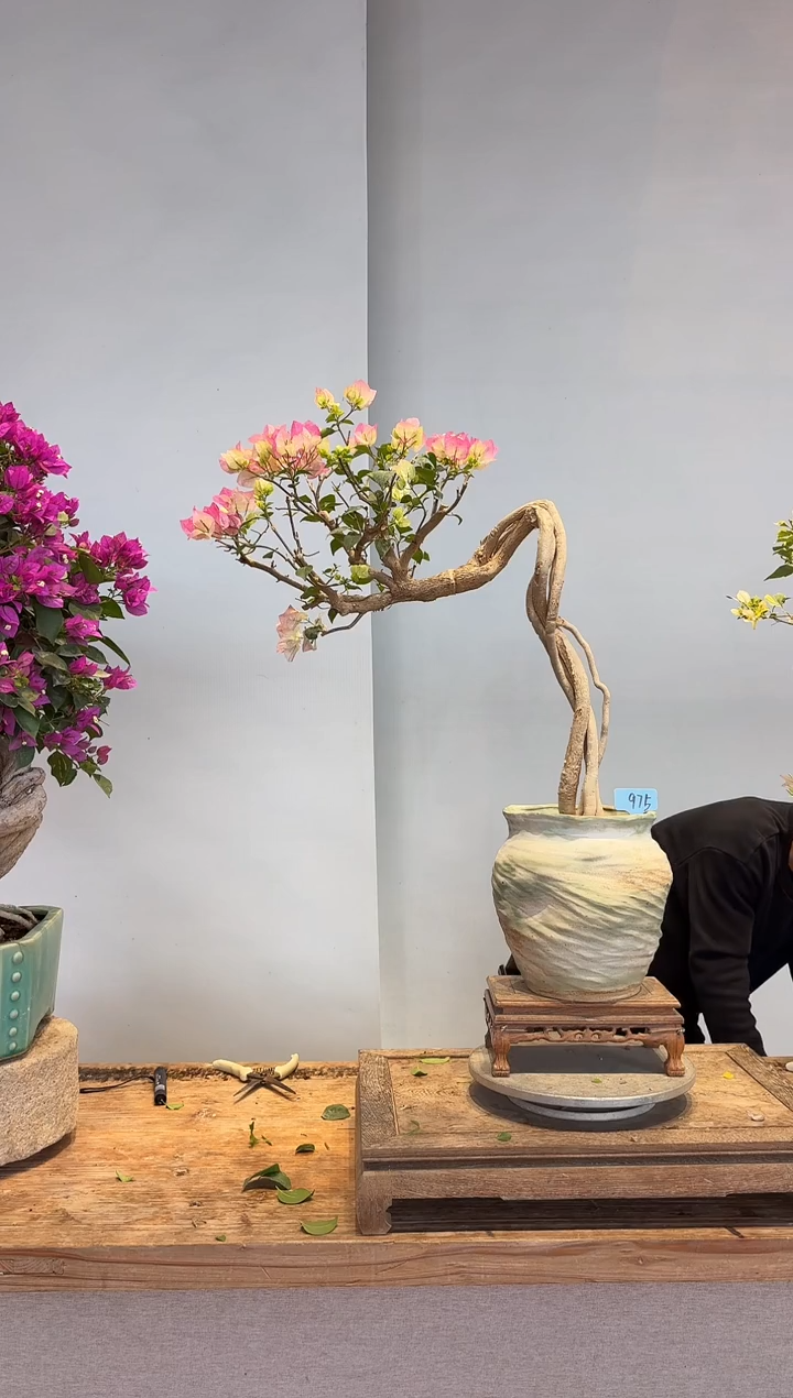 全部花朵v****9三角梅75