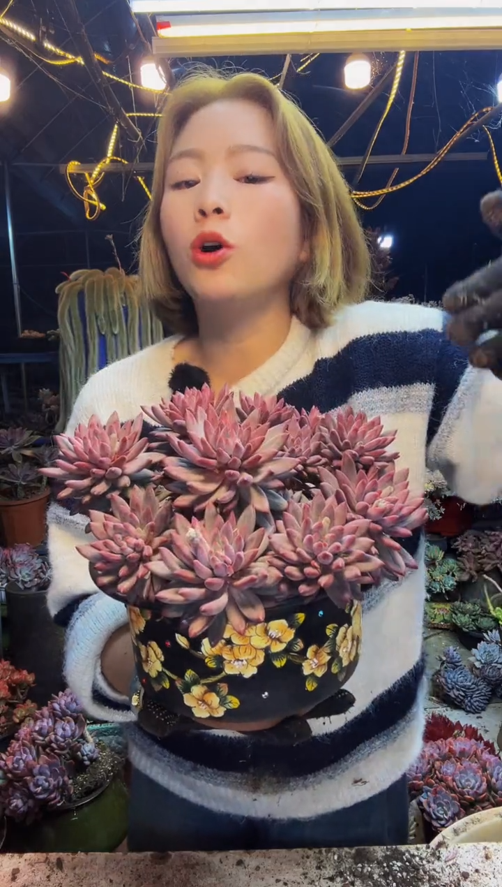 大流沙虞脱土包邮