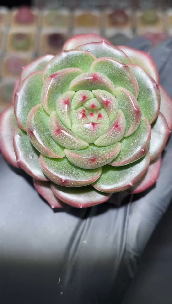 闪购2795 翡冷翠多肉一颗  4.5-5厘米