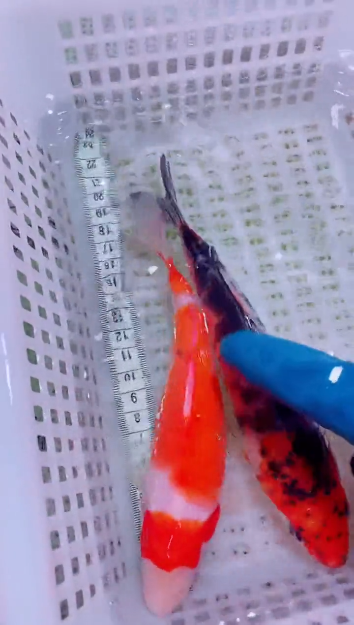 锦鲤血统锦鲤全场包邮170