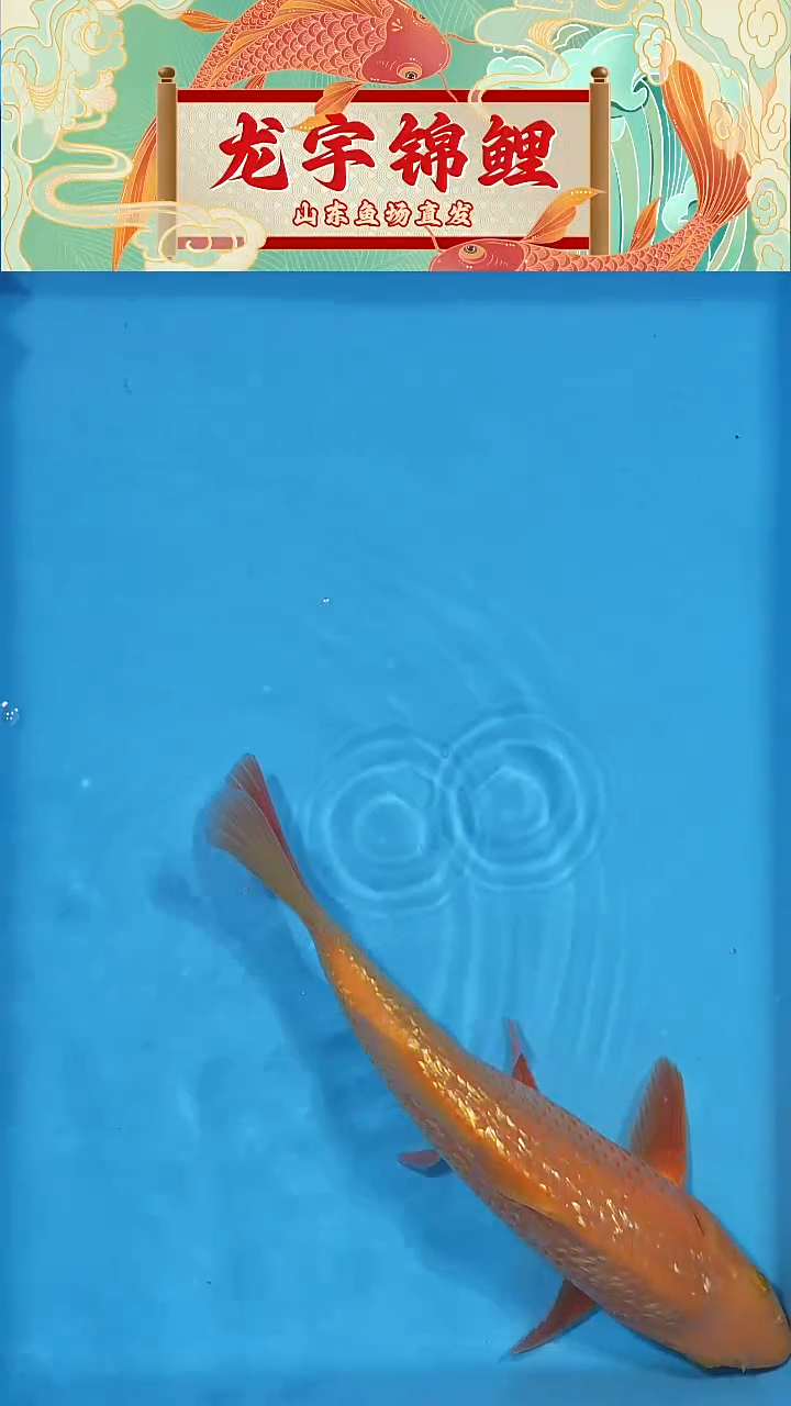 锦鲤2025122404芥子25公分