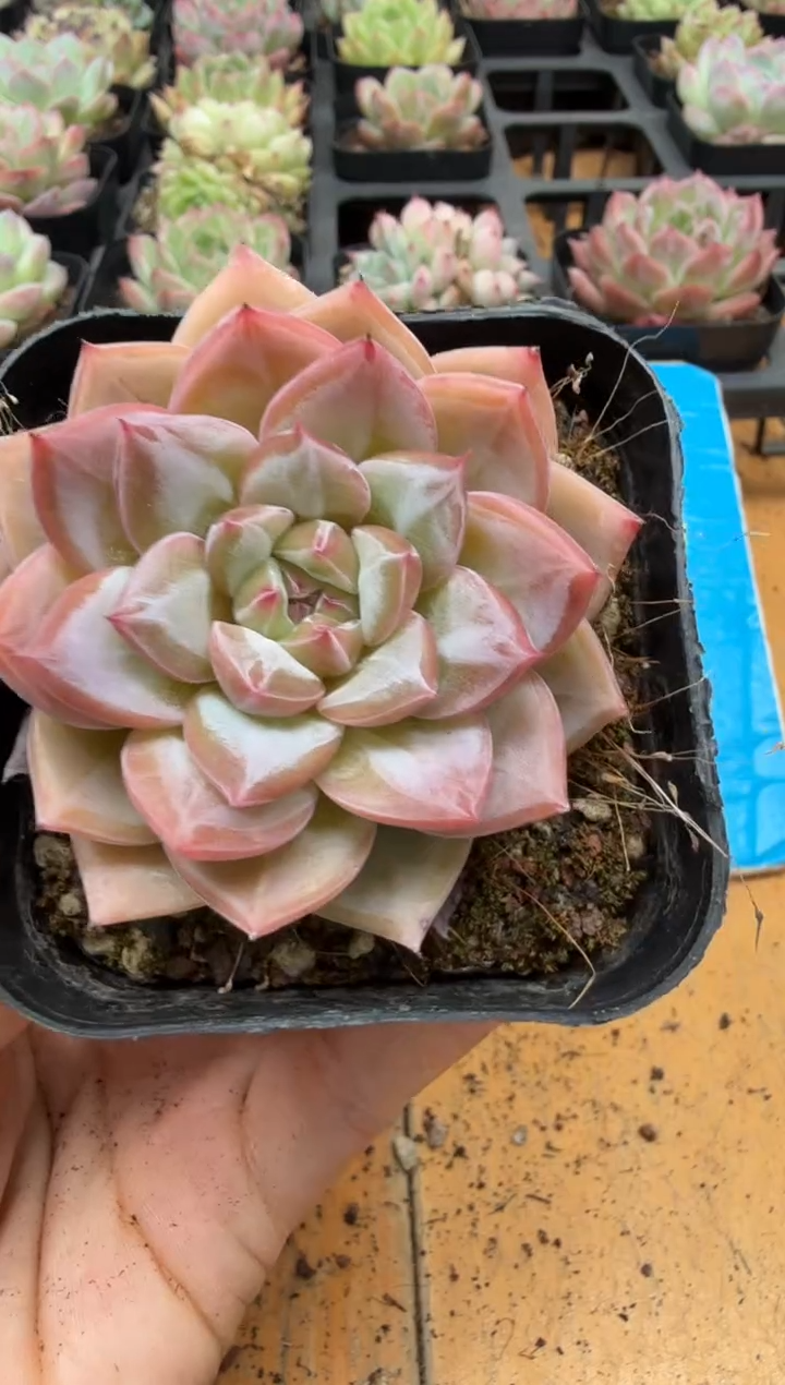 东云多肉园二店-303